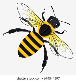 Detailed Honey Bee Vector Illustration Isolated on White