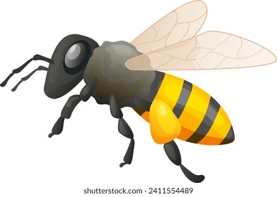 Detailed honeybee, flying insect with yellow striped abdomen. Nature and wildlife, educational vector illustration.