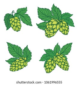 Detailed Hops Sketch Vector Icons Set of high quality logo templates with beer symbol and green leaves