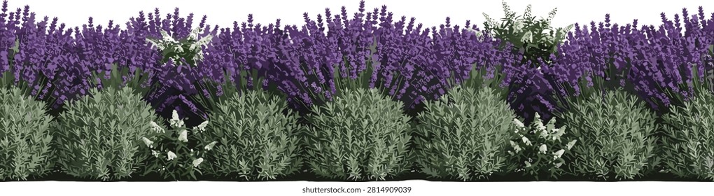 A detailed horizontal floral border featuring rows of blooming purple lavender and white-flowered shrubs. Ideal for botanical-themed branding, landscape architecture visualizations, wedding stationery, and summer-themed web banners.