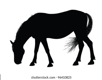 Detailed horse silhouette. Vector eps8