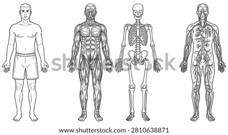 Detailed human anatomy set showing silhouette muscular system skeleton and circulatory system. Educational medical illustration series for science study projects on white background.