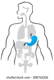 Detailed human body with a separate dedicated body-stomach
