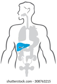Detailed human body with a separate dedicated body- liver