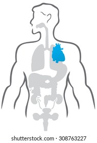 Detailed human body with a separate dedicated body-heart