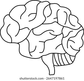 Detailed Human Brain Anatomy Outline Vector