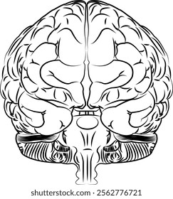 Detailed of the Human Brain. Black and white illustration, vector. Front view