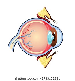 Detailed human eye cross section illustration showing internal structure, retina, lens and optic nerve. Clean medical diagram isolated on white background
