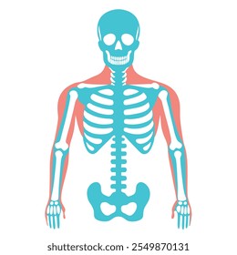 Detailed human skeleton anatomy vector illustration. Perfect for medical and educational resources, teaching aids, and healthcare design projects. Ideal for research and learning tools.