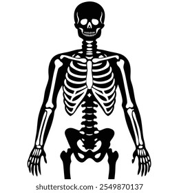 Detailed human skeleton anatomy vector illustration. Perfect for medical and educational resources, teaching aids, and healthcare design projects. Ideal for research and learning tools.