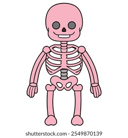 Detailed human skeleton anatomy vector illustration. Perfect for medical and educational resources, teaching aids, and healthcare design projects. Ideal for research and learning tools.