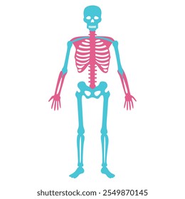 Detailed human skeleton anatomy vector illustration. Perfect for medical and educational resources, teaching aids, and healthcare design projects. Ideal for research and learning tools.