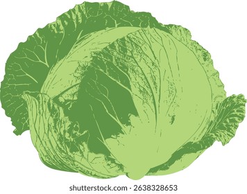 Detailed iceberg lettuce vegetable clip art. Stylized cabbage head with layered leafy texture. Suitable for posters, digital menus, plant-based food ads, and educational materials. Fully scalable vect