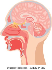 Detailed illustration of the anatomy of the human larynx and internal pharynx close-up for the study of medical disciplines and surgery isolated on a white background