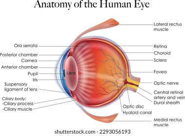 Detaillierte Abbildung der Anatomie und Struktur des menschlichen Auges. Das Bild zeigt die Schüler, Netzhaut, Sehnerv und andere wichtige Strukturen des Auges.