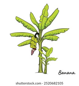 Ilustração detalhada de uma árvore de banana. Natureza selvagem isolada. Coleção de ilustrações em árvore. Ideal para animais selvagens, projetos com temas naturais ou conteúdo educacional focado em ecossistemas.