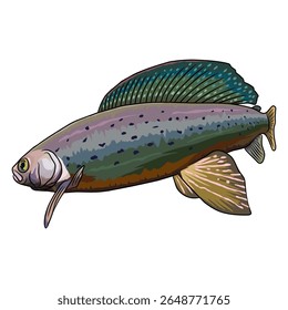Detailed illustration of a beautiful grayling fish, showcasing its distinctive dorsal fin.