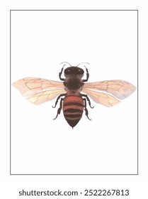 Una ilustración detallada de una abeja con alas translúcidas y un abdomen de rayas rojizas, sobre un fondo blanco minimalista.