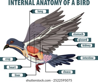 Detailed illustration of bird's internal organs