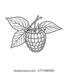 Detailed illustration of a blackberry fruit with leaves, fresh and ripe, perfect for food or nature themes