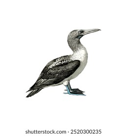 Detailed illustration of a blue-footed booby bird. Vector illustration design.