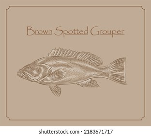 Detailed illustration of  brownspotted grouper with in engraving style.