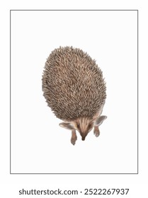 A detailed illustration depicts a hedgehog with a spiky, textured back, small ears, and a curious face, set against a plain backdrop.