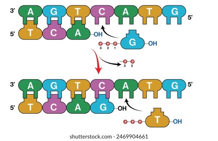 Ilustración detallada del proceso de replicación del ADN sobre un fondo blanco.