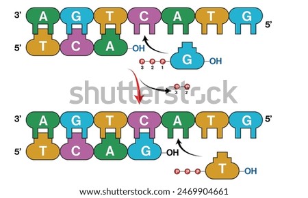 Detailed illustration of the DNA replication process on a white background.