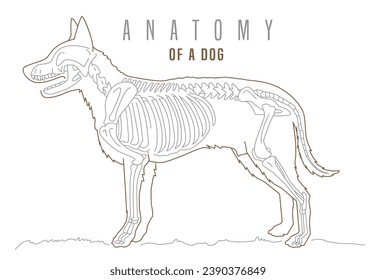 Detailed illustration of a dog's skeleton. Skeletal structure with precision. Skull, spine, ribcage, limbs, tail. Canine anatomy. Horizontal poster in thin outline style. Editable vector illustration