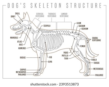 Detailed illustration of a dog's skeleton. Skeletal structure with precision. Skull, spine, ribcage, limbs, tail. Canine anatomy. Horizontal poster in thin outline style. Editable vector illustration