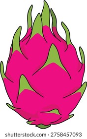 A detailed illustration of a dragon fruit, showcasing its bright pink skin and green scales. Perfect for tropical fruit themes and healthy eating concepts.
