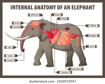 Detailed illustration of elephant's internal organs