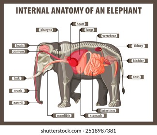 Ilustración detallada de los órganos internos del elefante