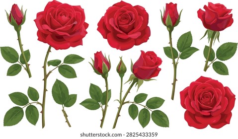 Detailed illustration featuring multiple red rose blooms, closed buds, and leafy stems arranged on a clean white background. Ideal for floral design projects, wedding invitations, Valentine graphics, greeting cards, packaging, and commercial botanical artwork.