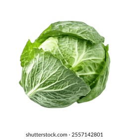 A detailed illustration of a fresh green cabbage.
