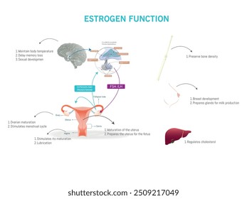 Ilustración detallada de la función del estrógeno en el cuerpo femenino, destacando su papel en la regulación de la temperatura, la densidad ósea y la salud reproductiva.