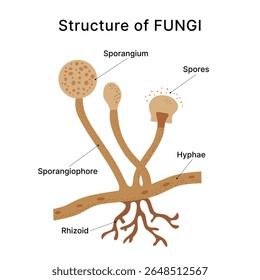 Ilustração detalhada da anatomia dos fungos mostra esporângio, esporos, hifas e rizoides com tons marrons terrosos contra um fundo branco limpo ideal para visuais educacionais ou científicos.