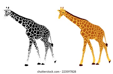 detailed illustration of giraffe