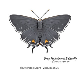 Detailed illustration of Gray Hairstreak Butterfly. Animal illustration collection. Ideal for wildlife, nature-themed designs, or educational content focusing on wild animals