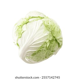 A detailed illustration of a green cabbage showcasing its texture and layers.