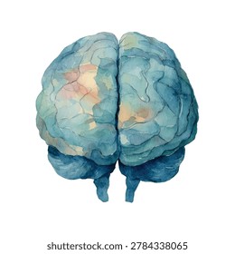 Detailed illustration of a human brain