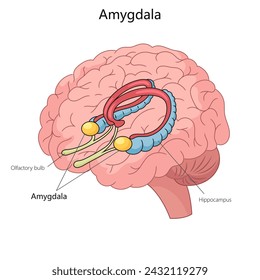 Detailed illustration of the human brain with the amygdala prominently labeled and colored for educational purposes. Medical science educational vector illustration