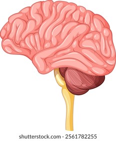 Detailed illustration of the human brain anatomy