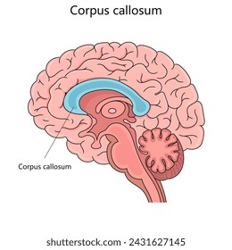 Detaillierte Illustration des menschlichen Gehirns mit dem Corpus callosum markiert und gefärbt für pädagogische Zwecke. Medizinische Wissenschaft Bildungs-Vektor-Illustration