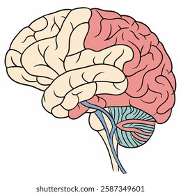 Detailed illustration of the human brain, showcasing its lobes and cerebellum.  Ideal for medical textbooks, educational materials, or neuroscience presentations.