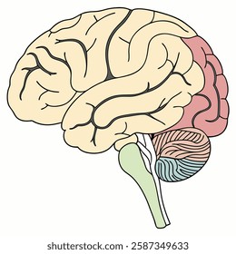 Detailed illustration of the human brain, showcasing its lobes and cerebellum.  Ideal for medical education, neuroscience research, or anatomical studies.