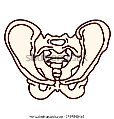 Detailed illustration of human hip bone structure
