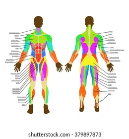 Detailed Illustration Human Muscles Exercise Muscle Stock Vector ...