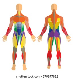 Detailed illustration of human muscles. Exercise and anatomy guide. Front and rear view.